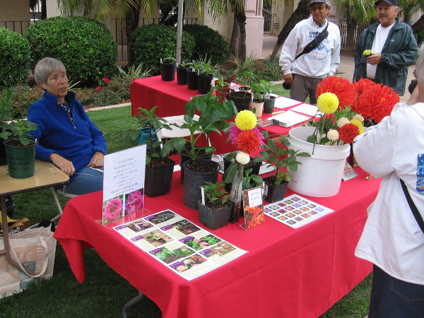People check out dahlias on display at one table along El Prado.