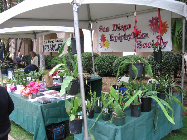 The San Diego County Iris Society and San Diego Epiphyllum Society also had exhibits at the big Garden Party!