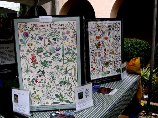 Posters illustrate and classify California native flowers.
