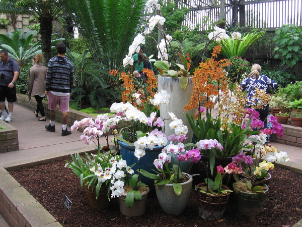 A stunning orchid display inside Balboa Park's Botanical Building.