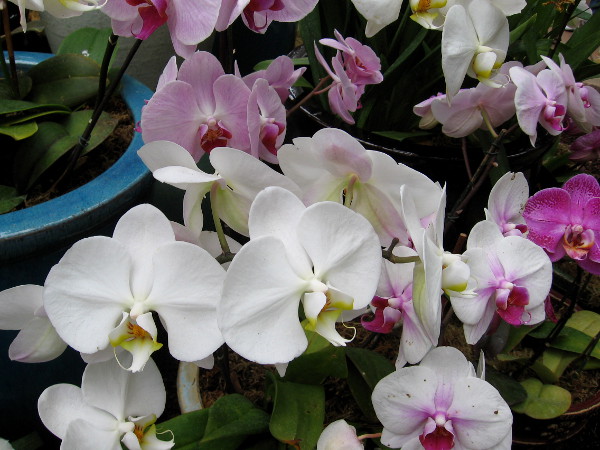 Gorgeous orchid blooms.