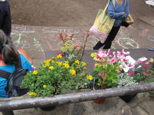 Flowers and chalk art drawn by kids. The Zoro Garden has come alive.
