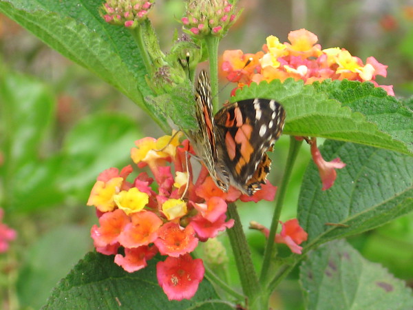 A butterfly in Balboa Park's Zoro Garden. Perhaps this one was released today!